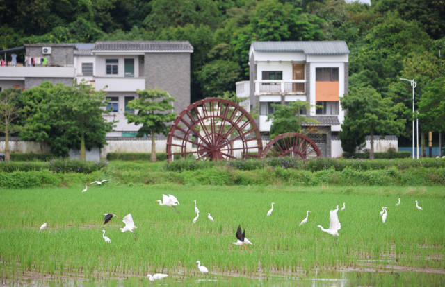 稻田、白鷺、村居……共同構(gòu)成一幅鄉(xiāng)村美景。 