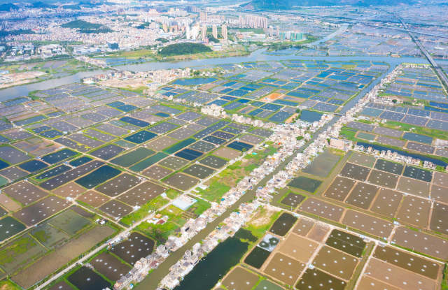 有5G加持的海鱸魚正游向更大市場。